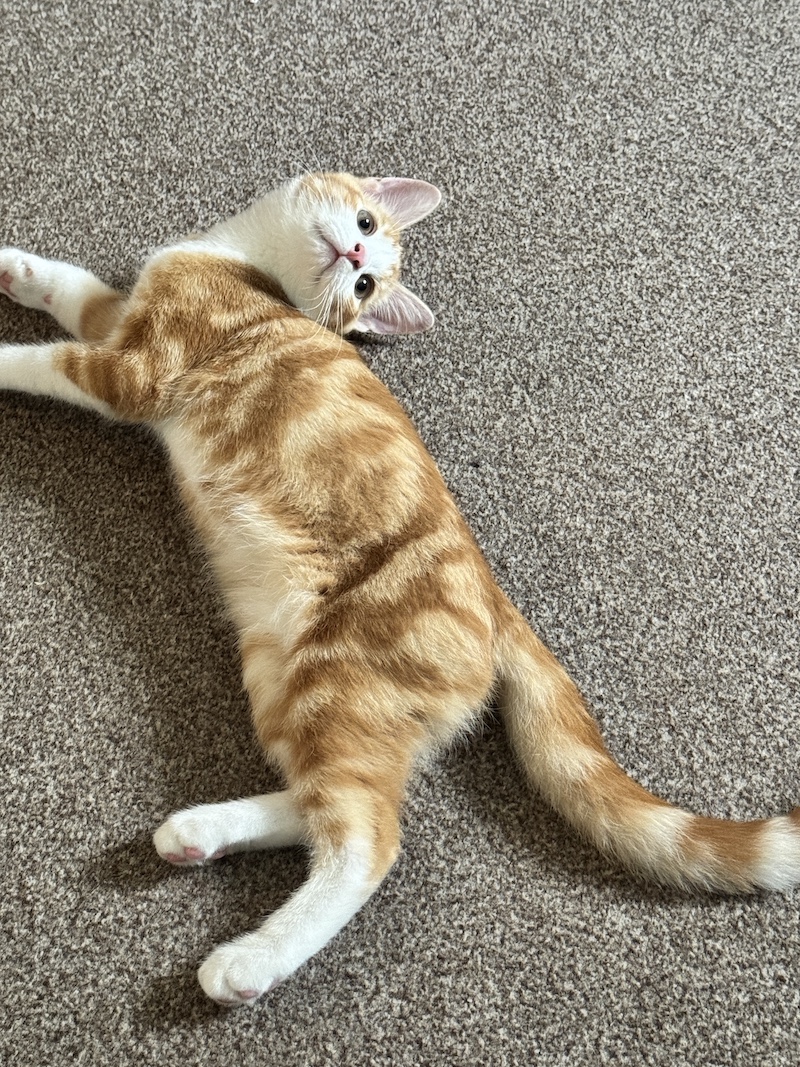 Healthy mungo cat food