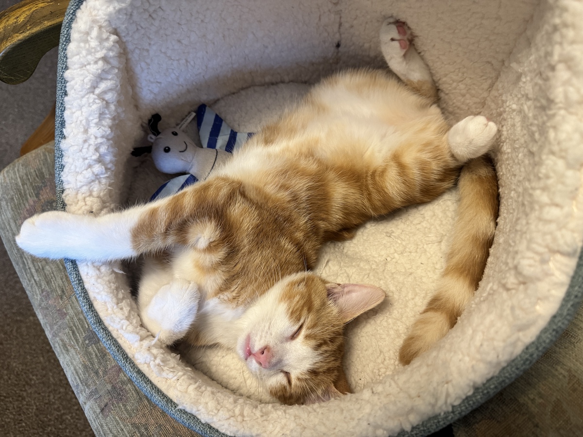 Enrichment play for Mungojerrie