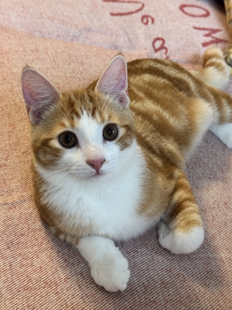 Hi from Mungojerrio